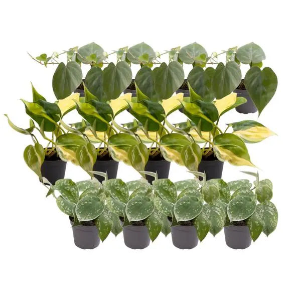 12x Philodendron Scandens Mix  BotanicBridge