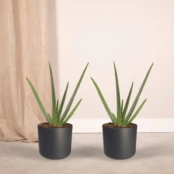 2x Aloe vera - Succulent - 40cm - ø12  BotanicBridge