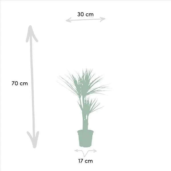 2x Dracaena - ↨90cm - Ø17cm  BotanicBridge