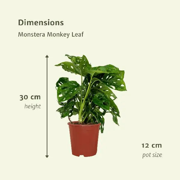 2x Monstera Monkey Leaf  - Gatenplant - 30cm - ø12  BotanicBridge