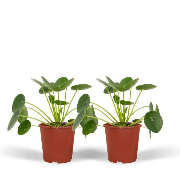 2x Pilea Peperomiodes - Pannekoekenplant - 20cm - ø12  BotanicBridge