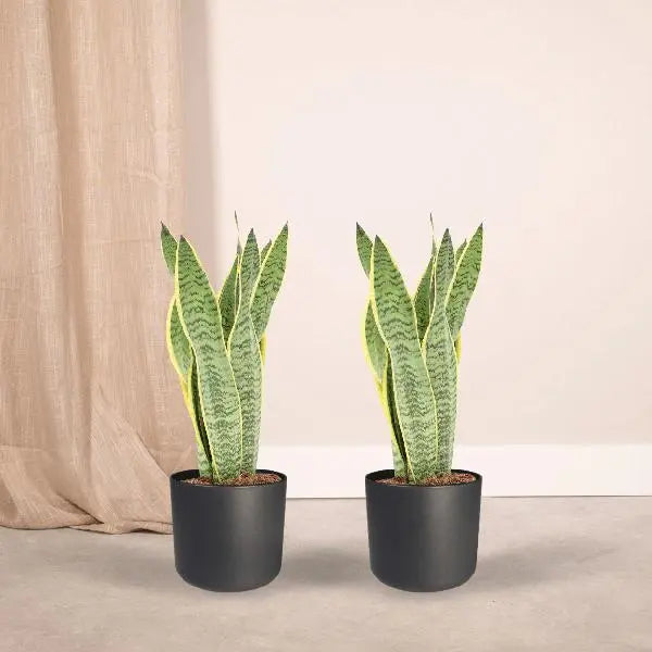 2x Sansevieria Laurentii - Vrouwentong - 40cm - ø14  BotanicBridge