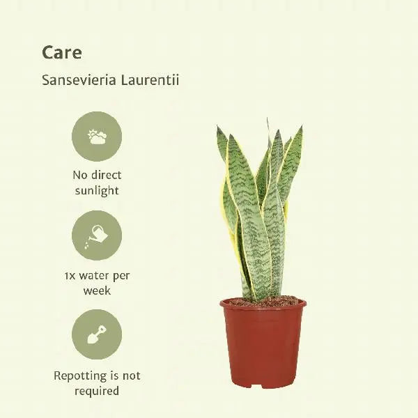 2x Sansevieria Laurentii - Vrouwentong - 40cm - ø14  BotanicBridge