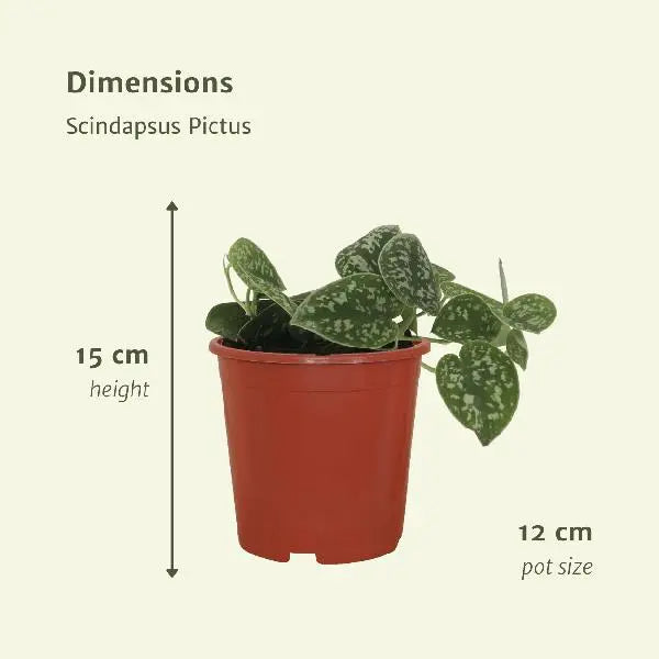 2x Scindapsus Pictus - Epipremnum - 15cm - ø12  BotanicBridge