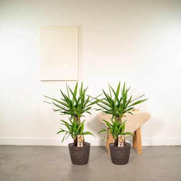 2x Yucca - ↨90cm - Ø17cm  BotanicBridge