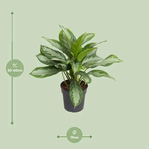 Aglaonema Cutlass - Ø19cm - ↕60cm  BotanicBridge