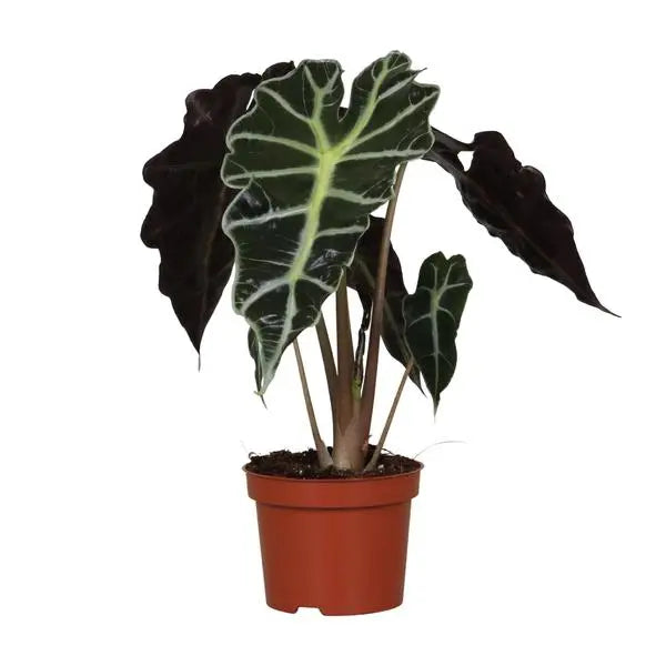 Alocasia Amazonica Polly - Ø12cm - ↕30cm  BotanicBridge