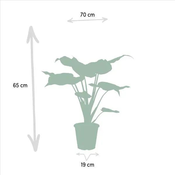 Alocasia Cucullata - Ø19cm - ↕60cm + Alocasia Wentii - Ø19cm - ↕60cm  BotanicBridge