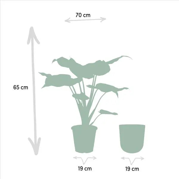 Alocasia Cucullata - Ø19cm - ↕65cm + Pot Mayk Gold  BotanicBridge