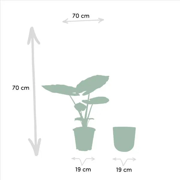 Alocasia Macrorrhiza - Ø19cm - ↕70cm + Pot Mayk Gold  BotanicBridge