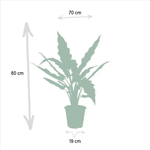 Alocasia Zebrina - Ø19cm - ↕75cm + Alocasia Lauterbachiana - Ø19cm - ↕75cm  BotanicBridge