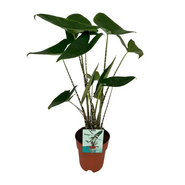 Alocasia Zebrina - Olifantsoor - Ø19cm - ↕75cm  BotanicBridge