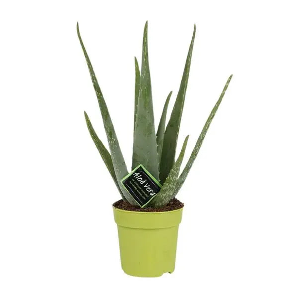 Aloe Vera - Ø12cm - ↕45cm  BotanicBridge