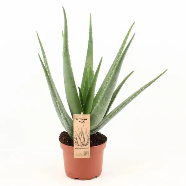 Aloe Vera - Ø19cm - ↕70cm  BotanicBridge