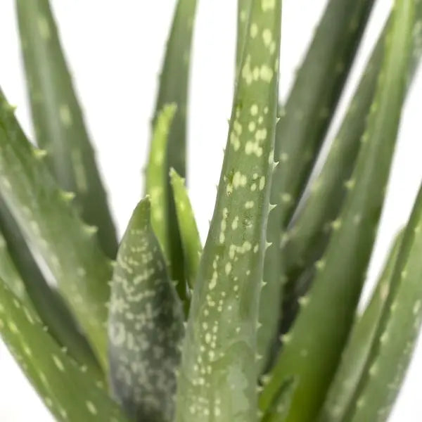 Aloe vera - Ø12cm - ↕40cm - Ø12 - ↨40cm  BotanicBridge