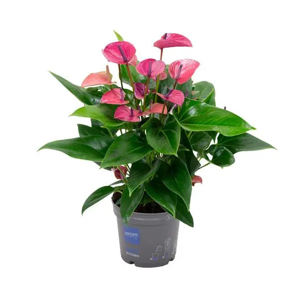 Anthurium KARMA Purple - Ø17cm - ↕50cm  BotanicBridge