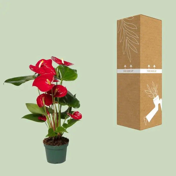 Anthurium Red - Ø12cm - ↕40cm  BotanicBridge