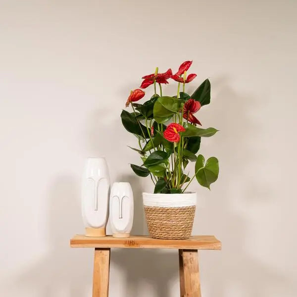 Anthurium Red - Ø17cm - ↕55cm  BotanicBridge