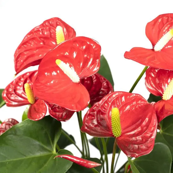 Anthurium Red - Ø17cm - ↕55cm  BotanicBridge