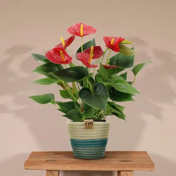 Anthurium andreanum Diamond Red incl. PURE mand - 45cm - Ø12  BotanicBridge