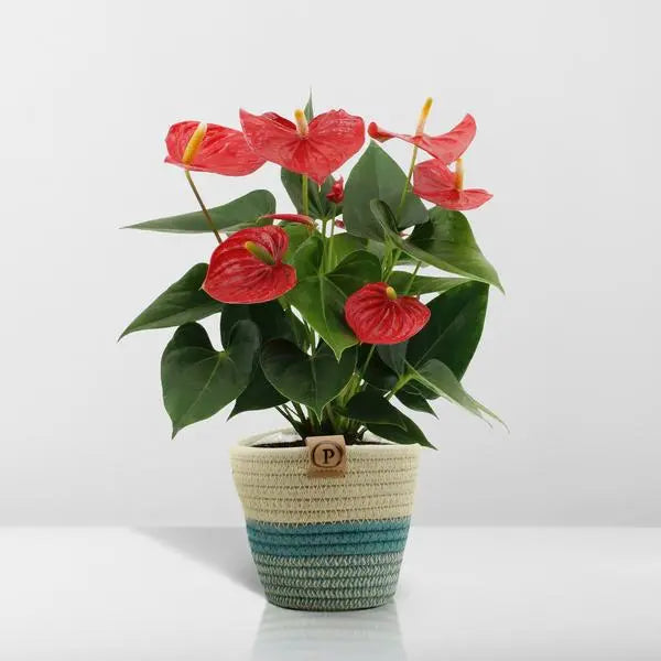 Anthurium andreanum Esudo incl. PURE mand - 45cm - Ø12  BotanicBridge