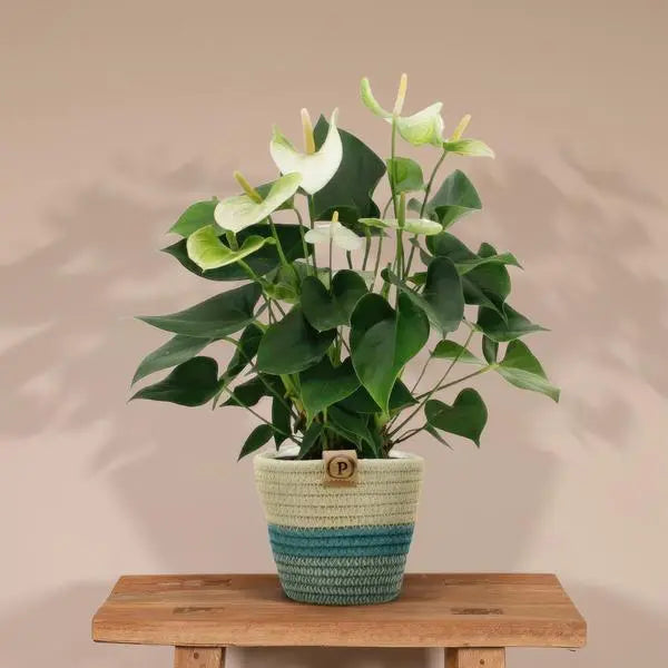 Anthurium andreanum Namora incl. PURE mand - 45cm - Ø12  BotanicBridge