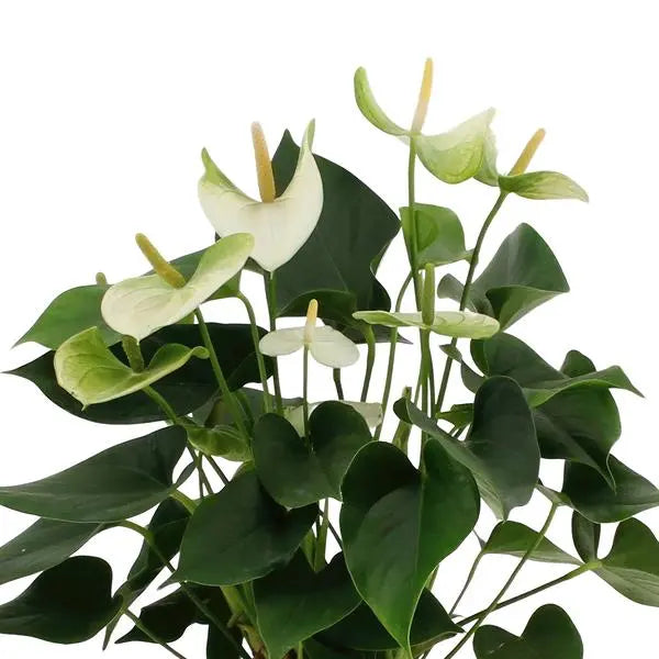 Anthurium andreanum Namora incl. PURE zink - 45cm - Ø12  BotanicBridge