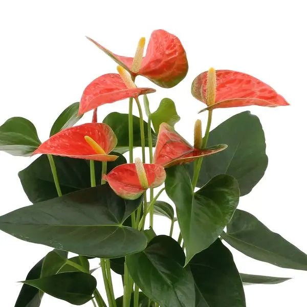 Anthurium andreanum Prince of Orange incl. PURE zink - 45cm - Ø12  BotanicBridge