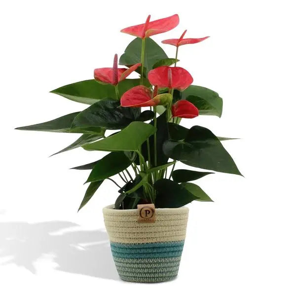 Anthurium andreanum Sweet Dream incl. PURE mand - 45cm - Ø12  BotanicBridge