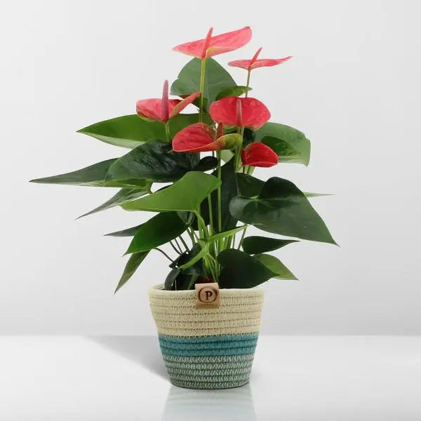 Anthurium andreanum Sweet Dream incl. PURE mand - 45cm - Ø12  BotanicBridge