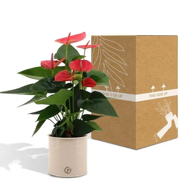 Anthurium andreanum Sweet Dream incl. PURE zink - 45cm - Ø12  BotanicBridge