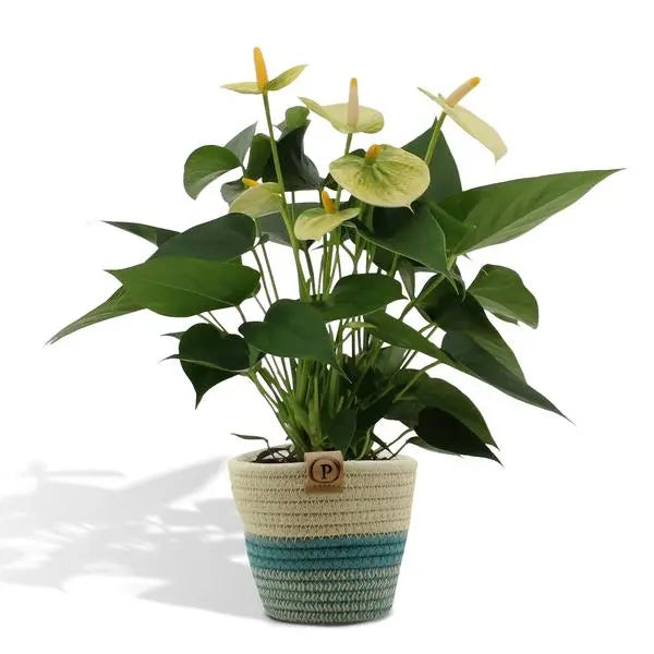 Anthurium andreanum Vanilla incl. PURE mand - 45cm - Ø12  BotanicBridge