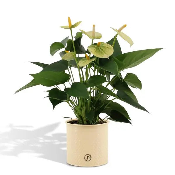 Anthurium andreanum Vanilla incl. PURE zink - 45cm - Ø12  BotanicBridge