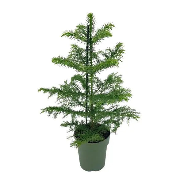 Araucaria Heterophylla - Ø14cm - ↕40cm  BotanicBridge