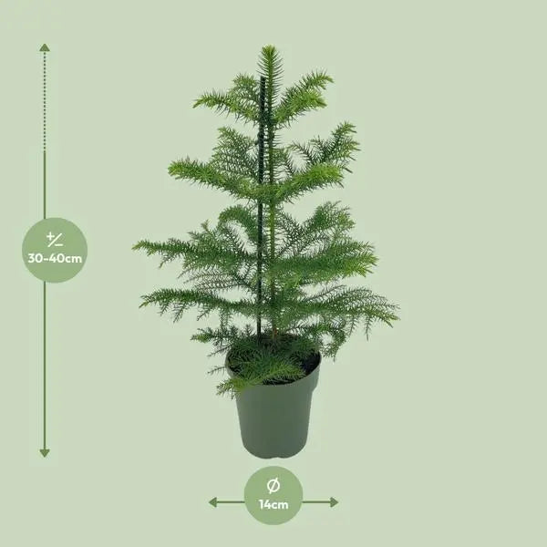 Araucaria Heterophylla - Ø14cm - ↕40cm  BotanicBridge