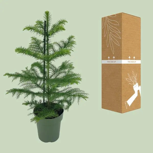 Araucaria Heterophylla - Ø14cm - ↕40cm  BotanicBridge