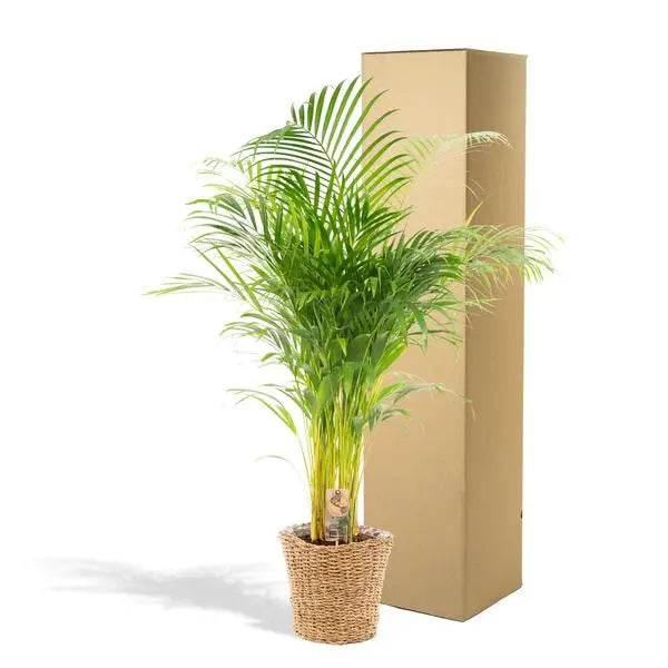 Areca met mand - ↨130cm - Ø24cm  BotanicBridge