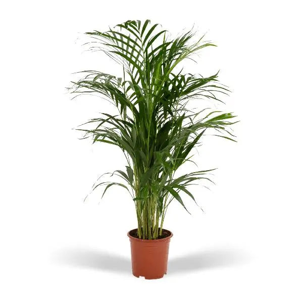 Areca palm - Ø19cm - ↕85cm  BotanicBridge