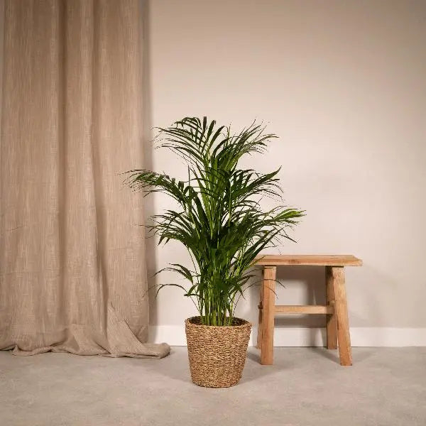 Areca palm - Ø19cm - ↕85cm  BotanicBridge