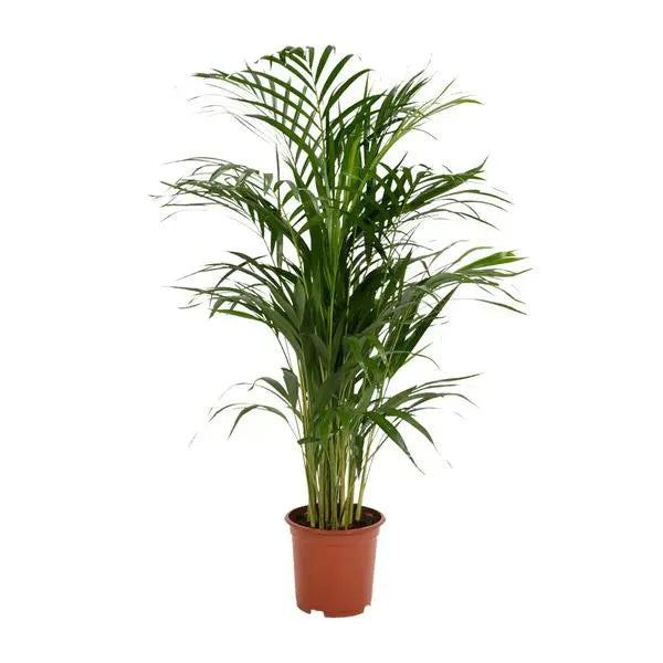 Areca palm - Ø19cm - ↕85cm  BotanicBridge