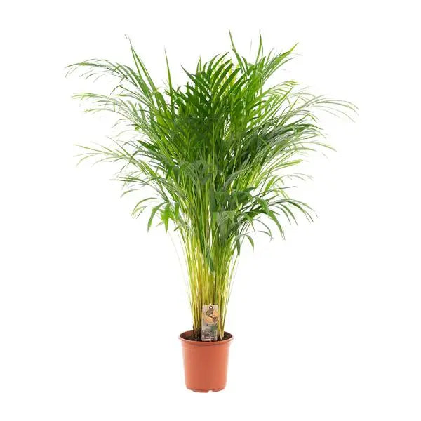 Areca palm - Ø21cm - ↕110cm  BotanicBridge