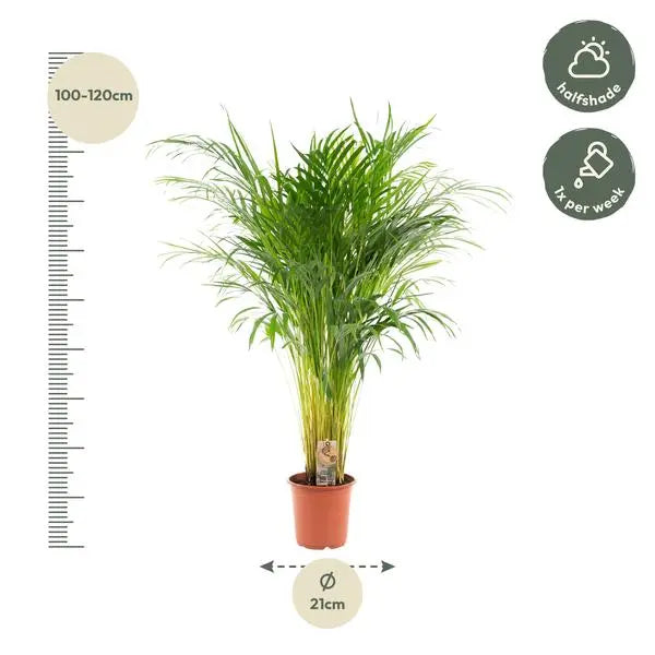 Areca palm - Ø21cm - ↕110cm  BotanicBridge