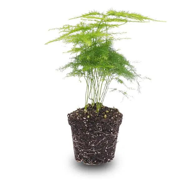 Asparagus Setaceuse Plumosus – Sierasperge - Terrarium plant - Potmaat 6  BotanicBridge