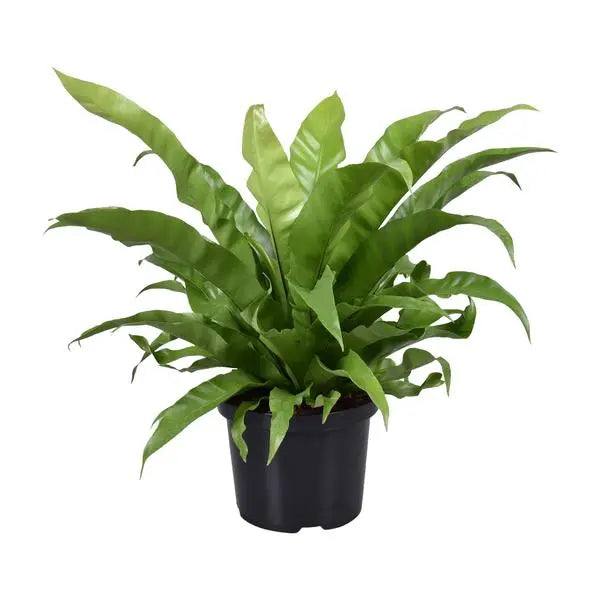 Asplenium Antiquum - Ø23cm - ↕60cm  BotanicBridge