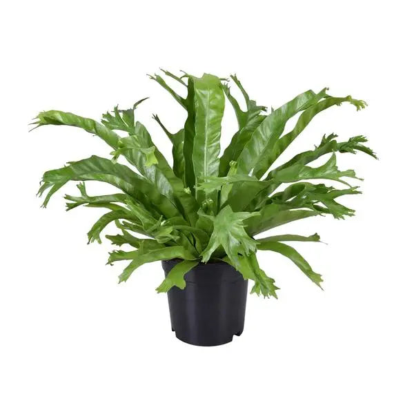 Asplenium Nidus Crissie - Ø17cm - ↕40cm  BotanicBridge