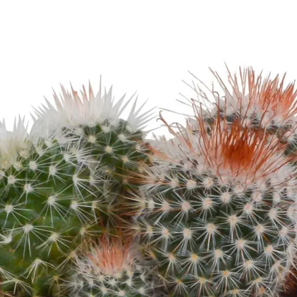 Bolcactus mix 8,5 cm | 3 stuks - in witte pot  BotanicBridge