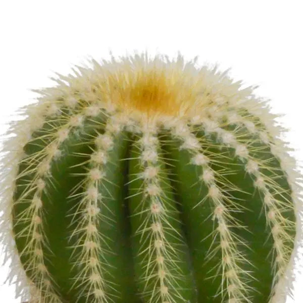 Bolcactus mix 8,5 cm | 3 stuks - in witte pot  BotanicBridge