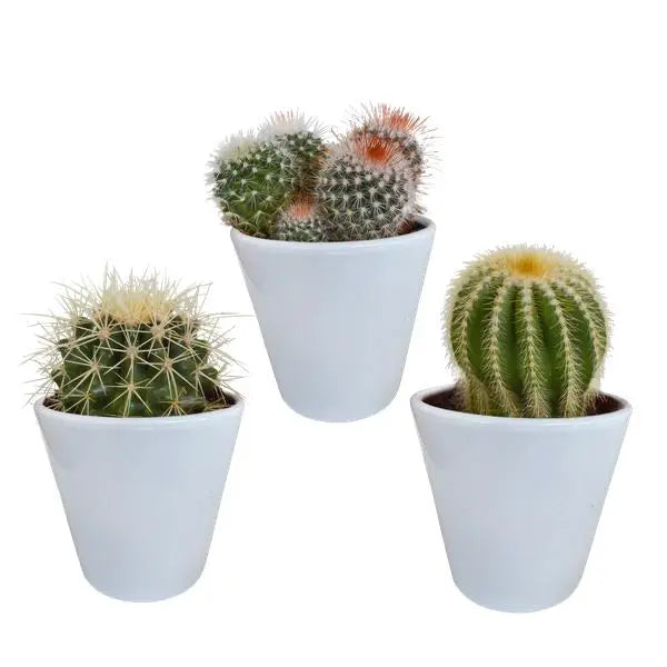 Bolcactus mix 8,5 cm | 3 stuks - in witte pot  BotanicBridge