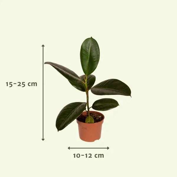 Buitenbeentjesbox - Ø12cm - 10x  BotanicBridge