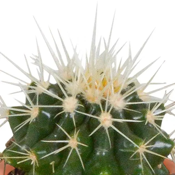 Cactus en vetplanten mix 5.5 cm | 15 stuks - zonder pot  BotanicBridge